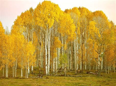 aspen sprount|Managing aspen and birch forests 